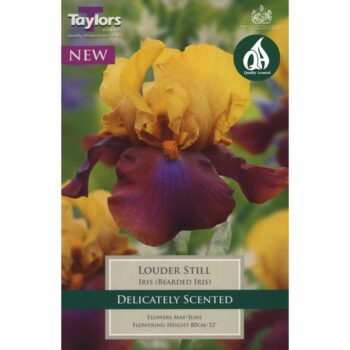 Iris Louder Still