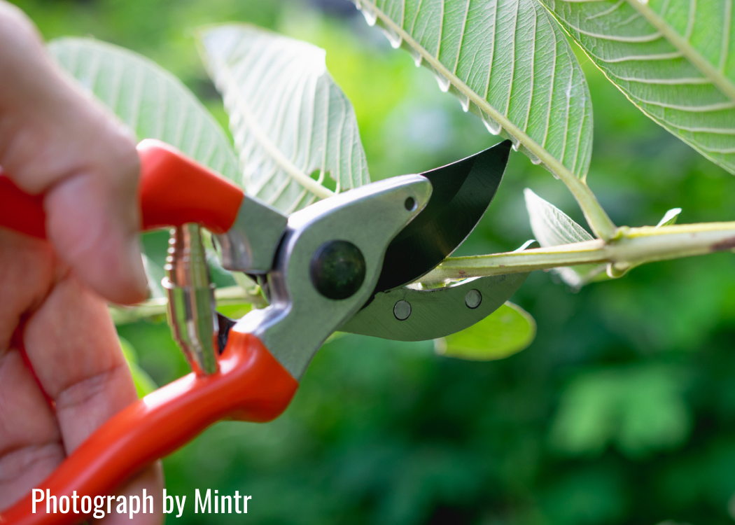 garden-jobs-for-january