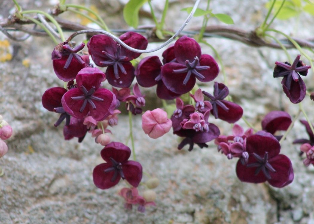 Scented