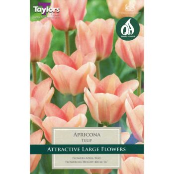 Tulip Apricona