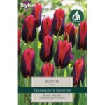 Tulip Muvota