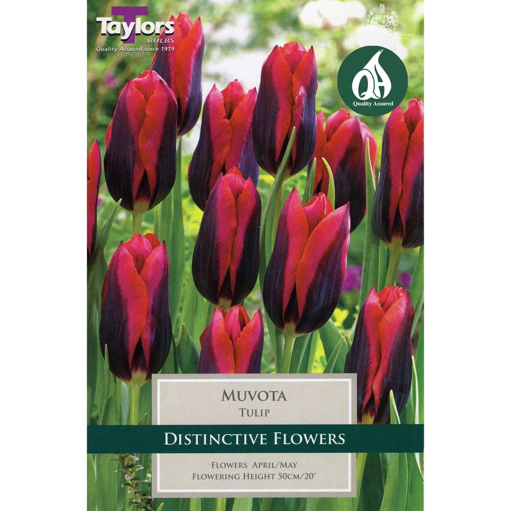 Tulip Muvota Tulip Muvota