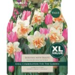 Narcissi Bursting with Beauty