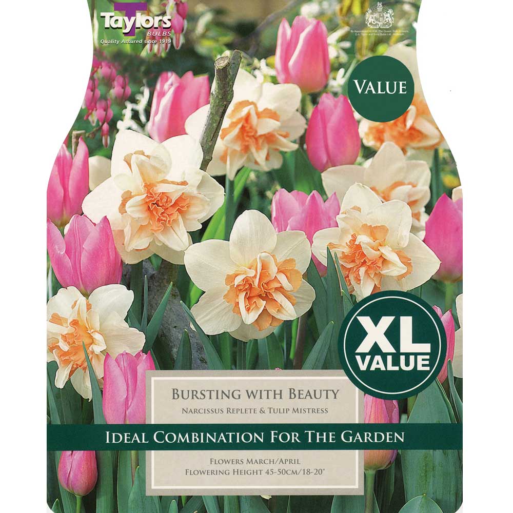 Narcissi Bursting with Beauty Narcissi Bursting with Beauty