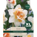 Narcissi Replete