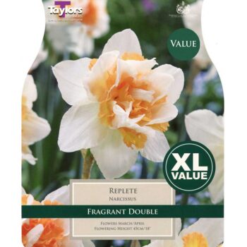 Narcissi Replete