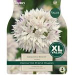 Allium Graceful Beauty