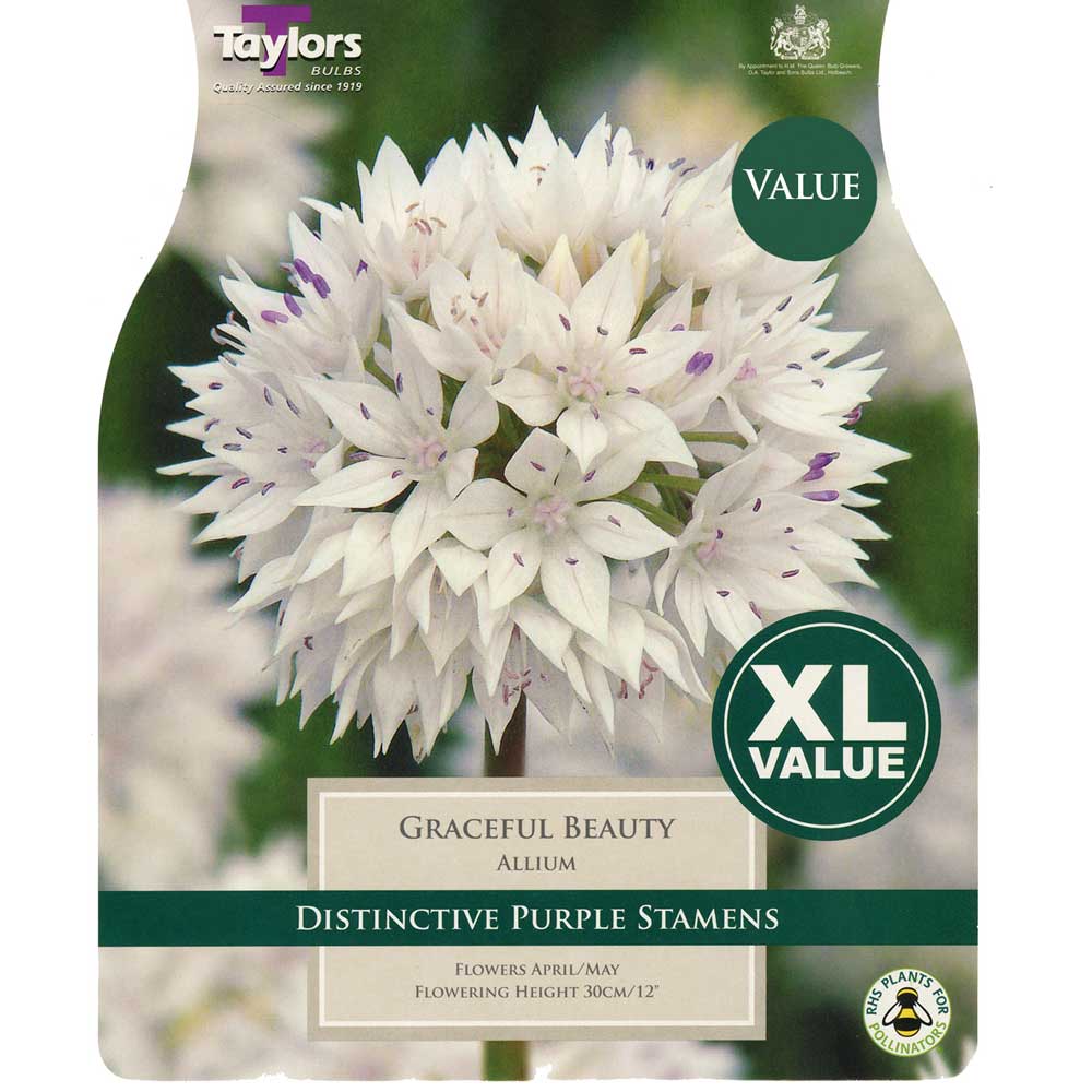 Allium Graceful Beauty Allium Graceful Beauty
