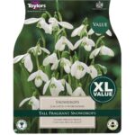 Snowdrops Galanthus Woronowii