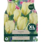Tulip Purissima
