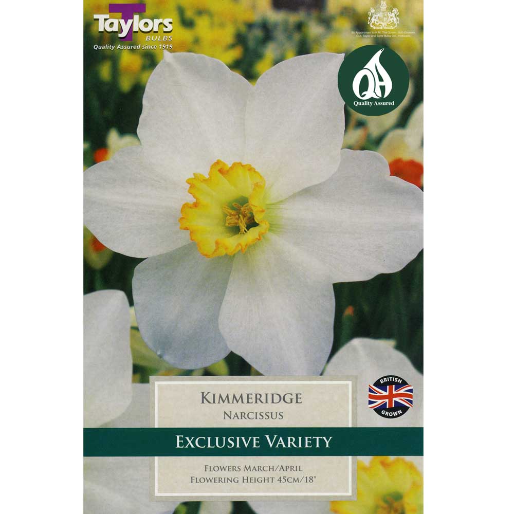 Narcissi Kimmeridge Narcissi Kimmeridge