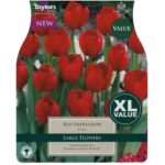 Tulip Red Impression - Bulb of the Year