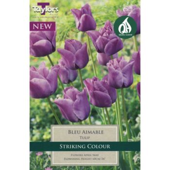 Tulip Bleu Aimable