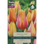 Tulip Blushing Lady