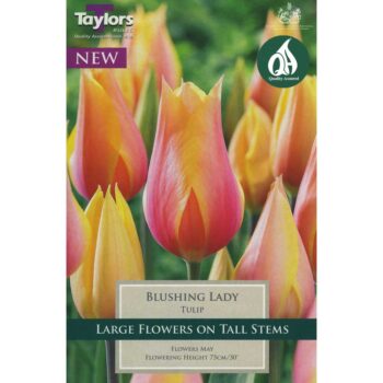 Tulip Blushing Lady
