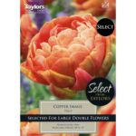 Tulip Copper Image