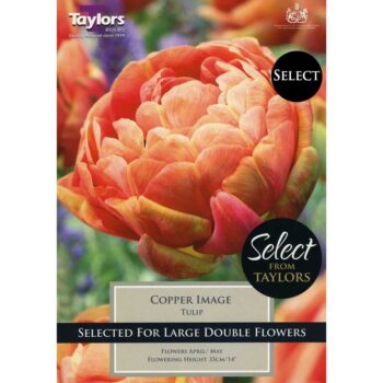 Tulip Copper Image