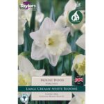 Narcissi Mount Hood