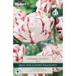 Tulip Carnaval De Nice