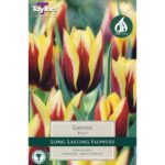 Tulip Gavota
