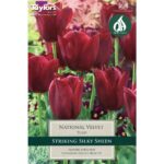 Tulip National Velvet