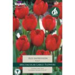 Tulip Red Impression