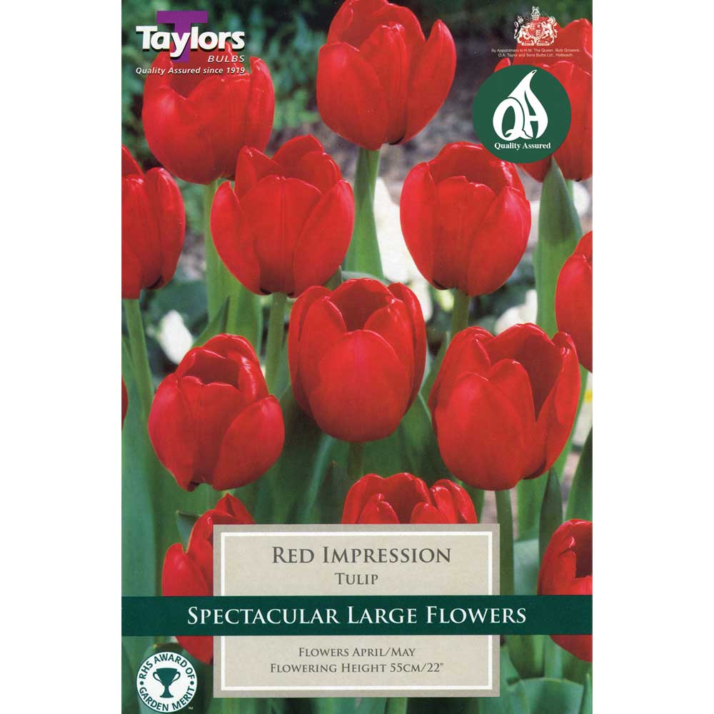 Tulip Red Impression Tulip Red Impression