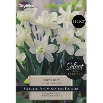 Narcissi Snow Baby