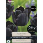Tulip Paul Scherer
