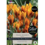 Crocus Orange Monarch