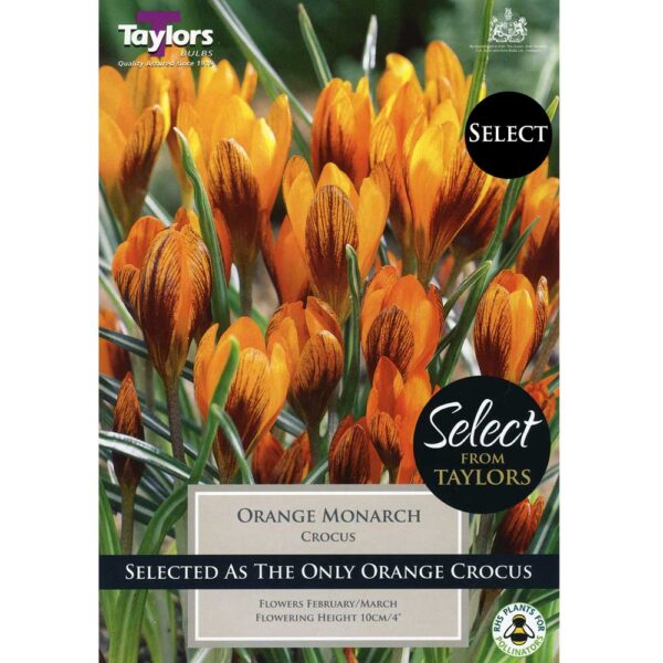 Crocus Orange Monarch