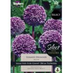 Allium Summer Drummer