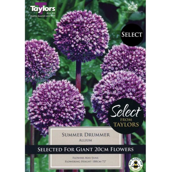 Allium Summer Drummer