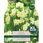 Narcissi Minnow