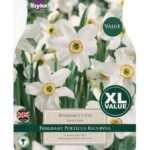 Narcissi Pheasant's Eye