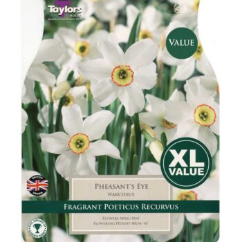 Narcissi Pheasant's Eye