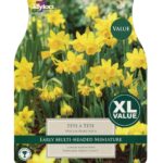 Narcissi Tete a Tete