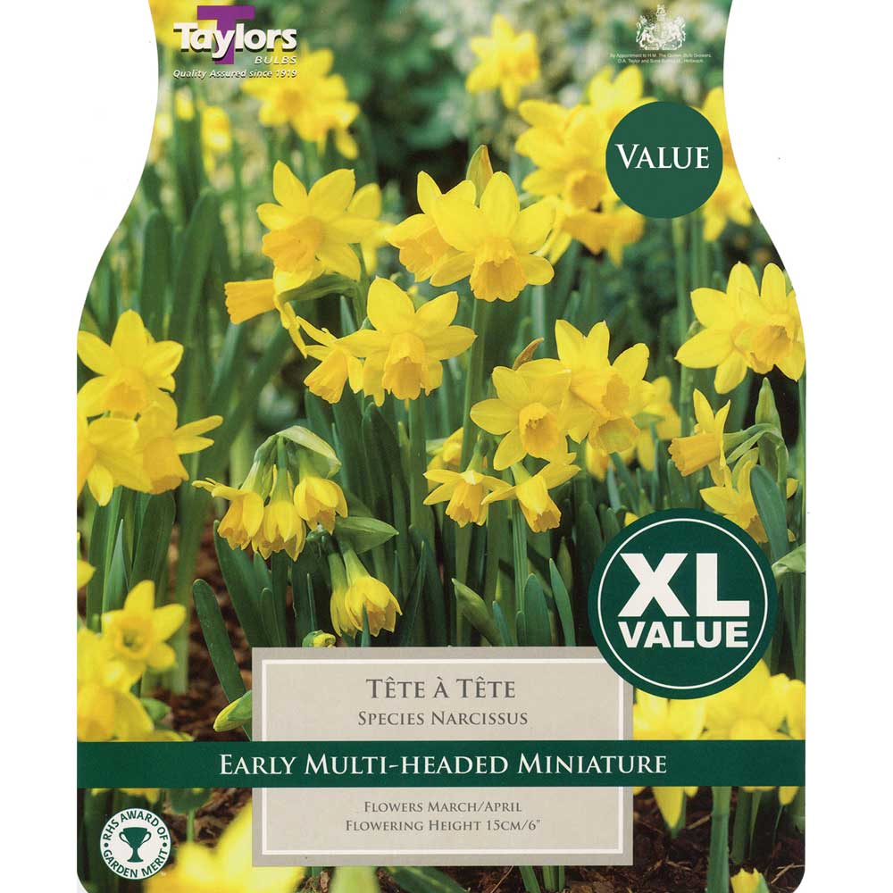 Narcissi Tete a Tete Narcissi Tete a Tete