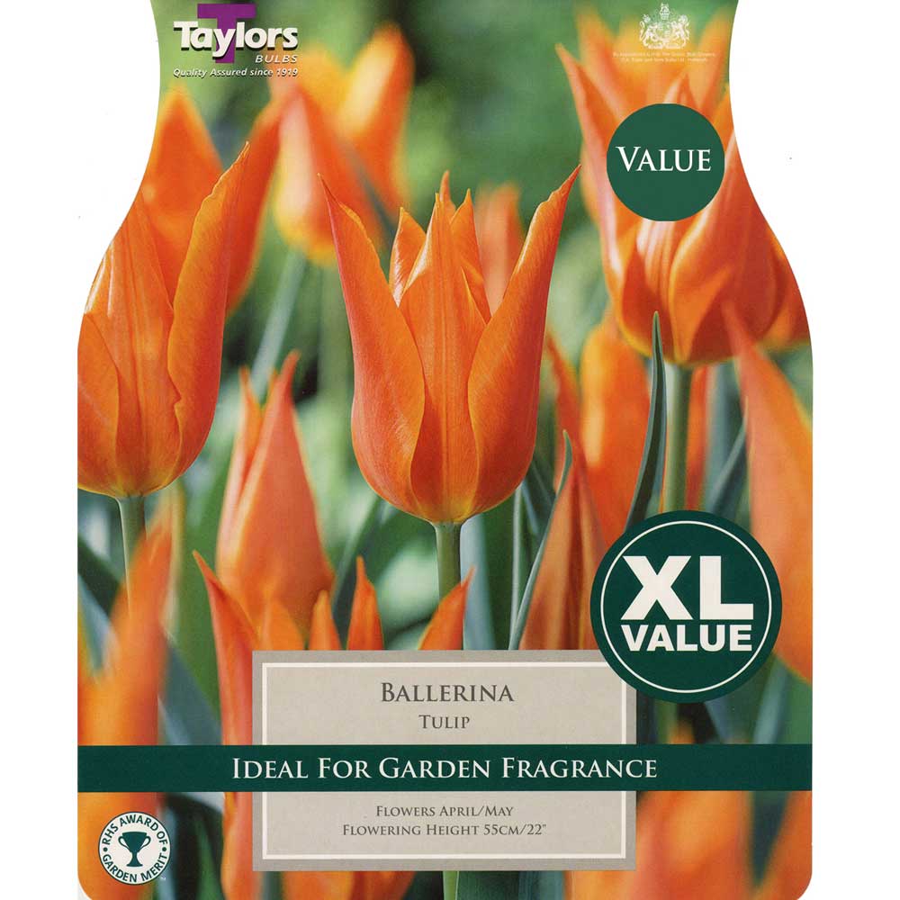 Tulip Ballerina Tulip Ballerina