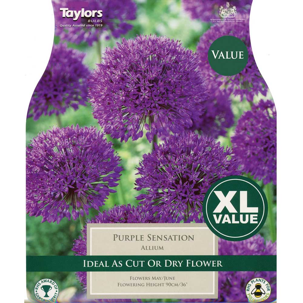 Allium Purple Sensation Allium Purple Sensation