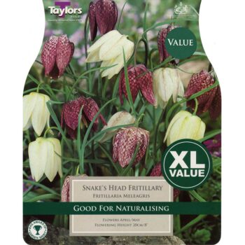 Fritillaria Meleagris