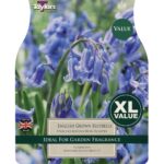 Bluebells Hyacinthoides Non Scripta XL
