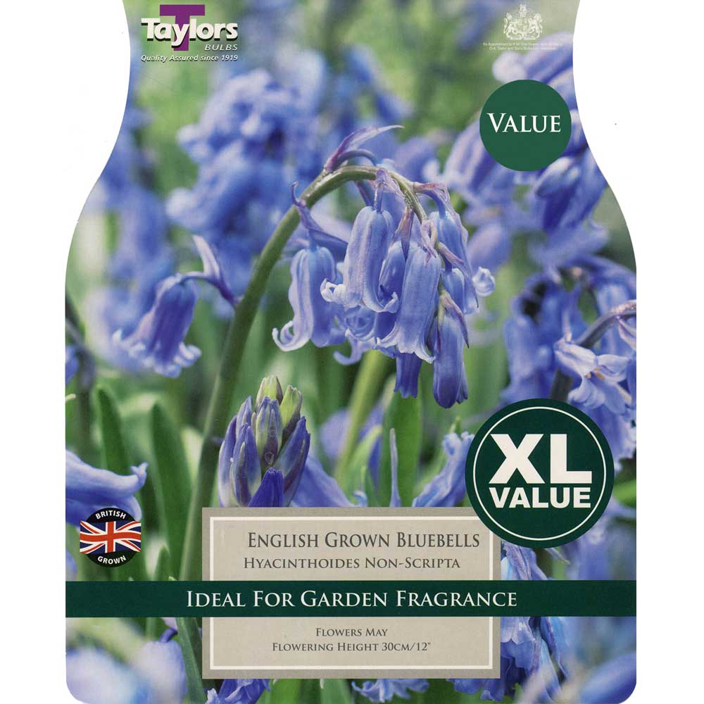 Bluebells Hyacinthoides Non Scripta XL Bluebells Hyacinthoides Non Scripta XL