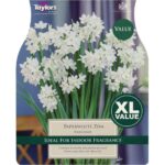 Narcissi Paperwhite Ziva