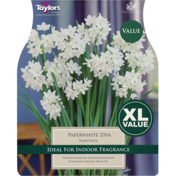 Narcissi Paperwhite Ziva