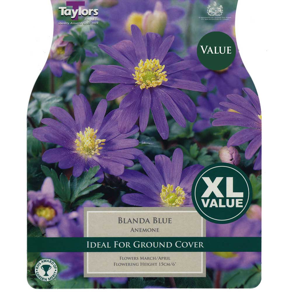 Anemone Blanda Blue Anemone Blanda Blue