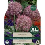 Allium Christophii