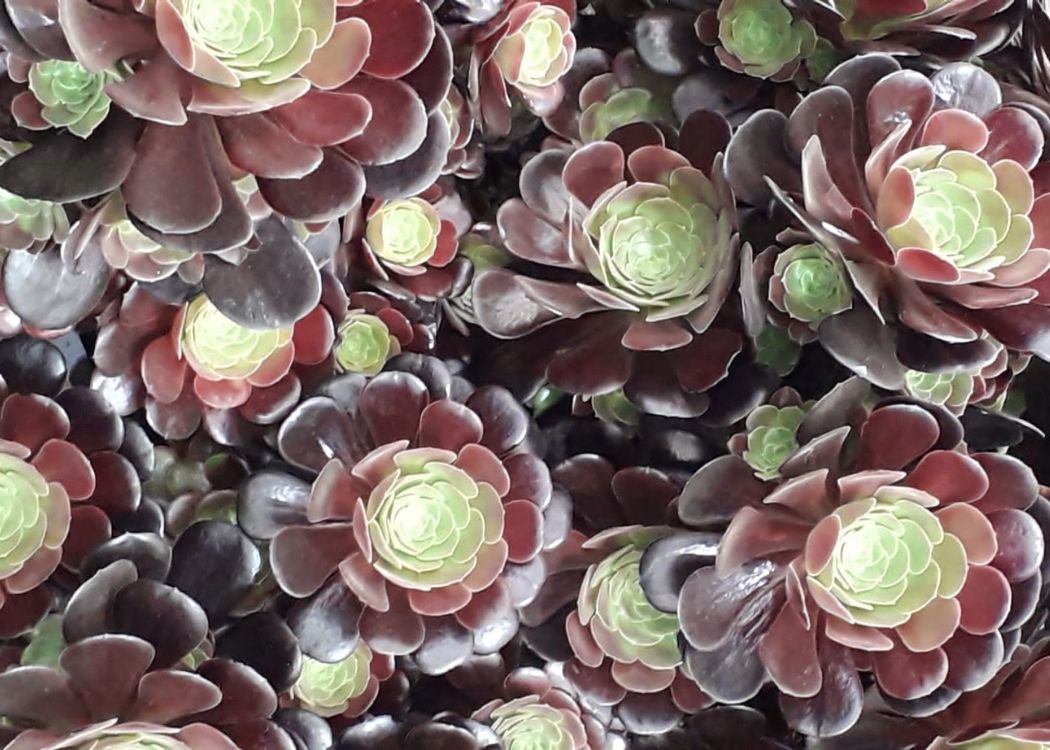 succulents