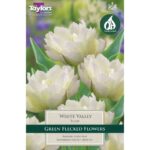 Tulip White Valley