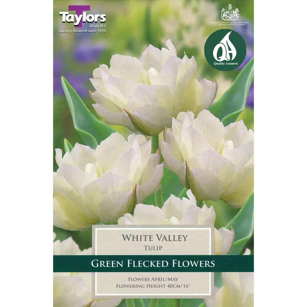 Tulip White Valley Tulip White Valley
